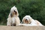 TERRIER DU TIBET 216
